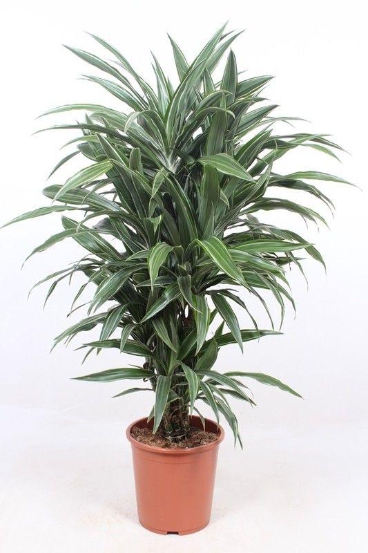 Dracaena Warneckei 100 cm | Kantoorplant weinig licht
