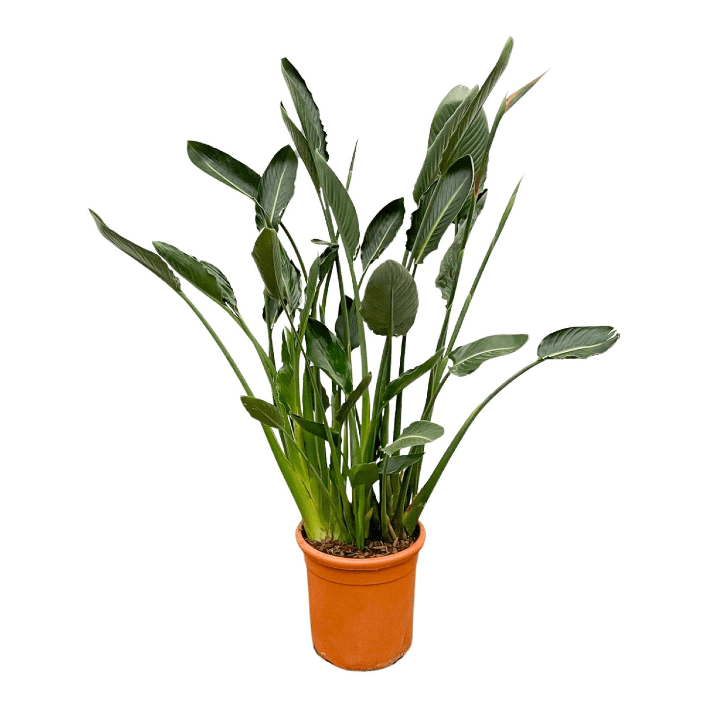 Strelitzia Reginae 150 cm | Tropische statement plant horeca