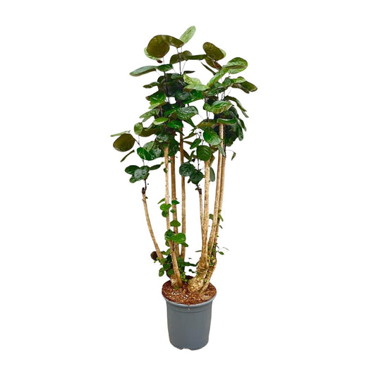 Polyscias Fabian 140 cm | Statement kantoorplant receptie