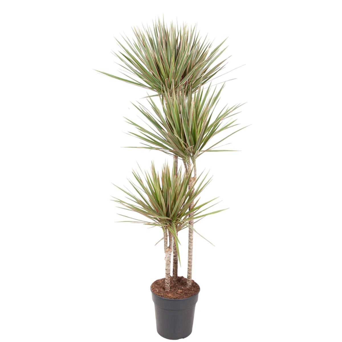 Dracaena Bicolor 150 cm