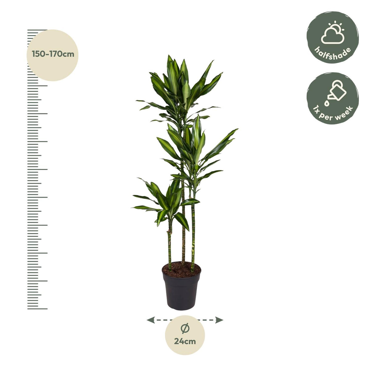 Dracaena Cintho 160 cm in kweekpot