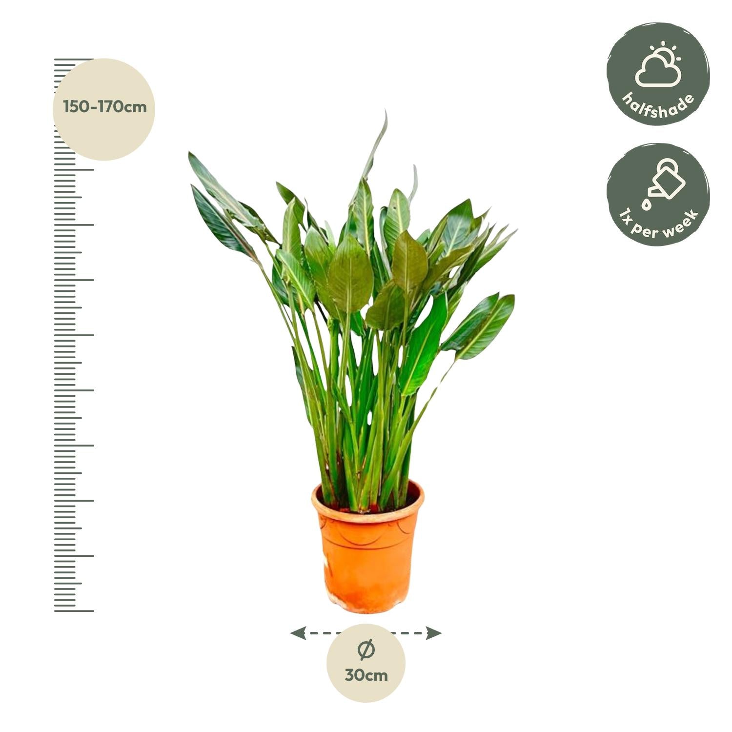 Strelitzia Reginae 150 cm | Tropische statement plant horeca