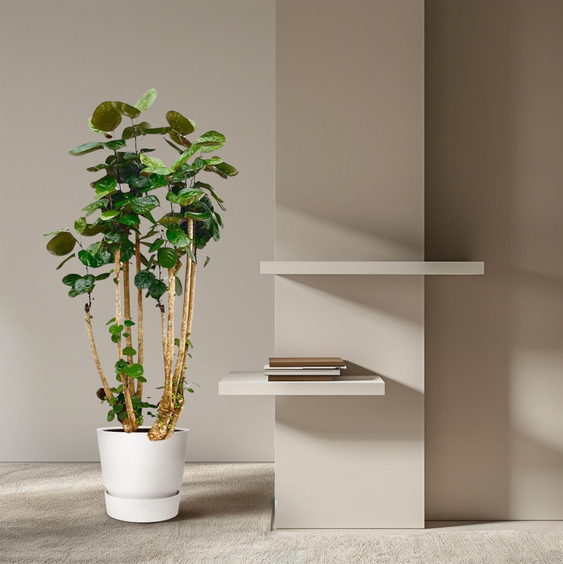 Polyscias Fabian 140 cm | Statement kantoorplant receptie