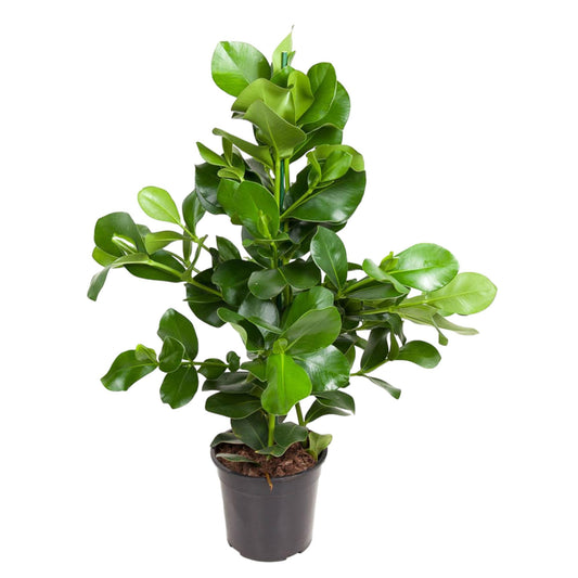 Clusia Rosea 100 cm | Robuuste kantoorplant weinig licht