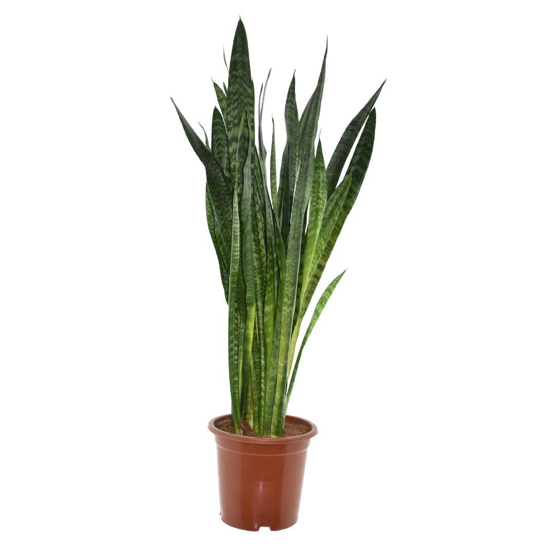 Sansevieria Zeylanica 120 cm | Room divider kantoor