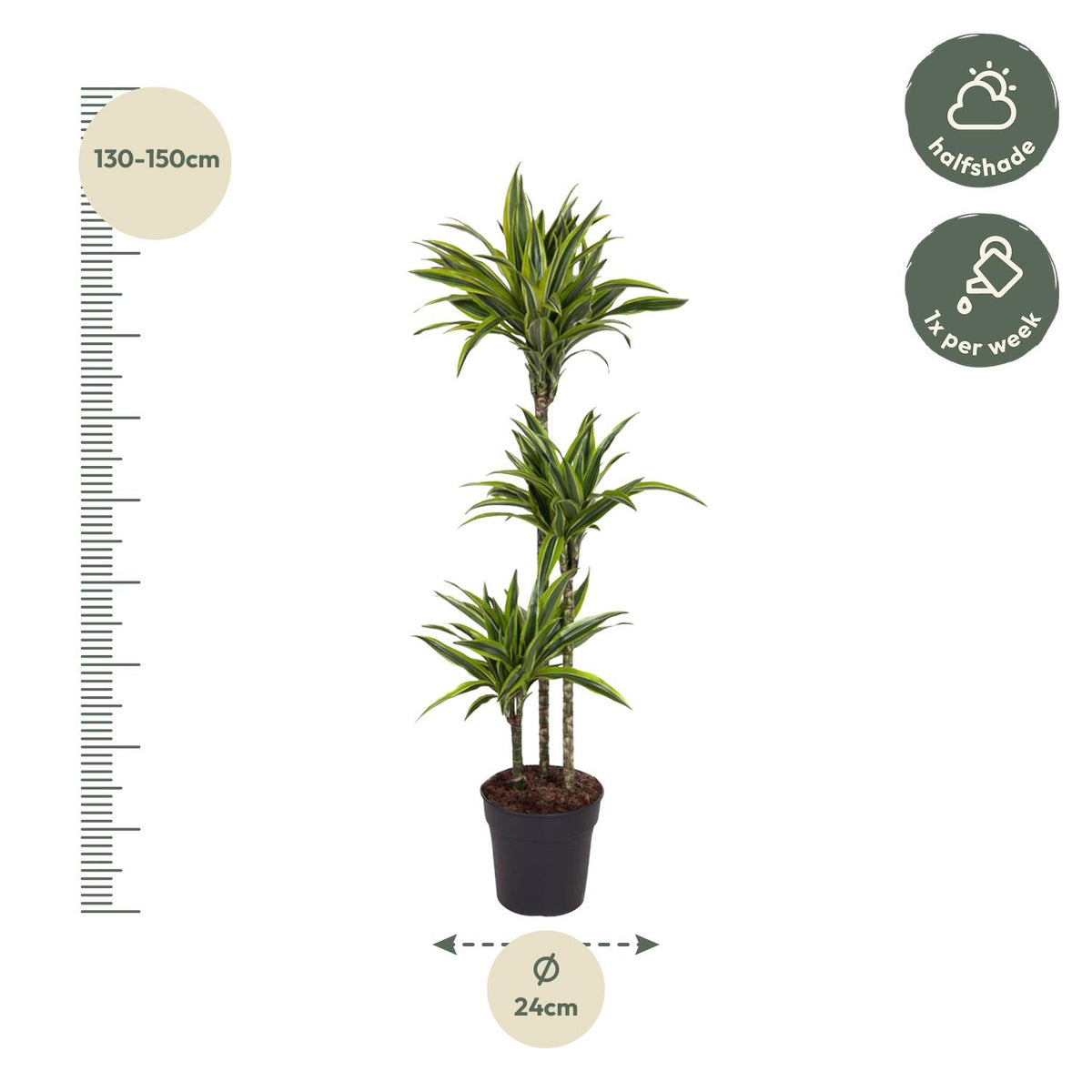 Dracaena Lemon Lime in kweekpot