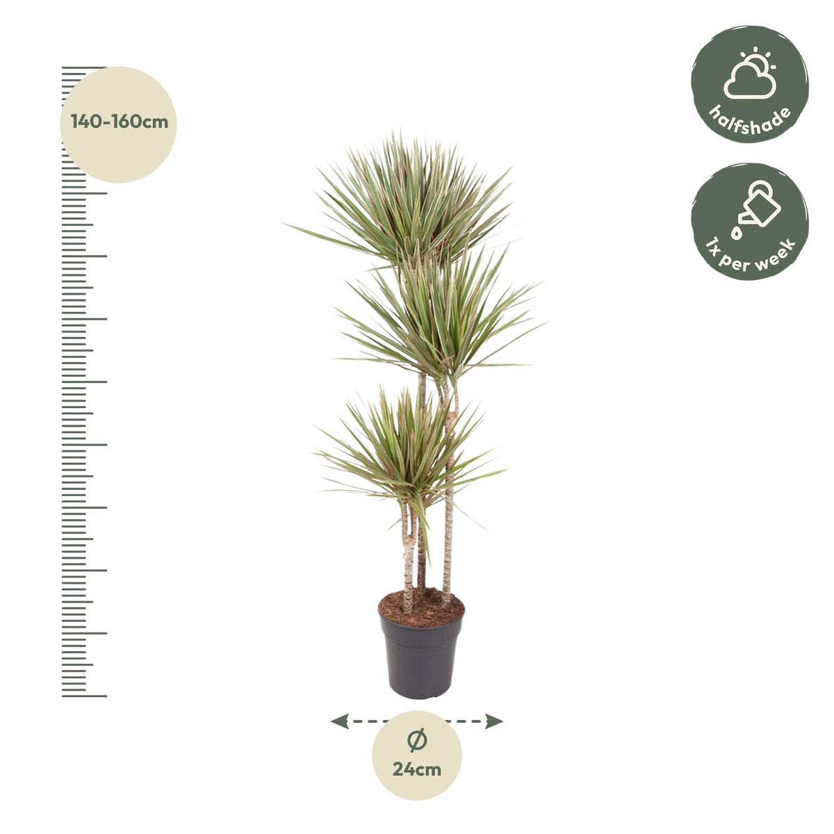 Dracaena Bicolor 150 cm in kweekpot