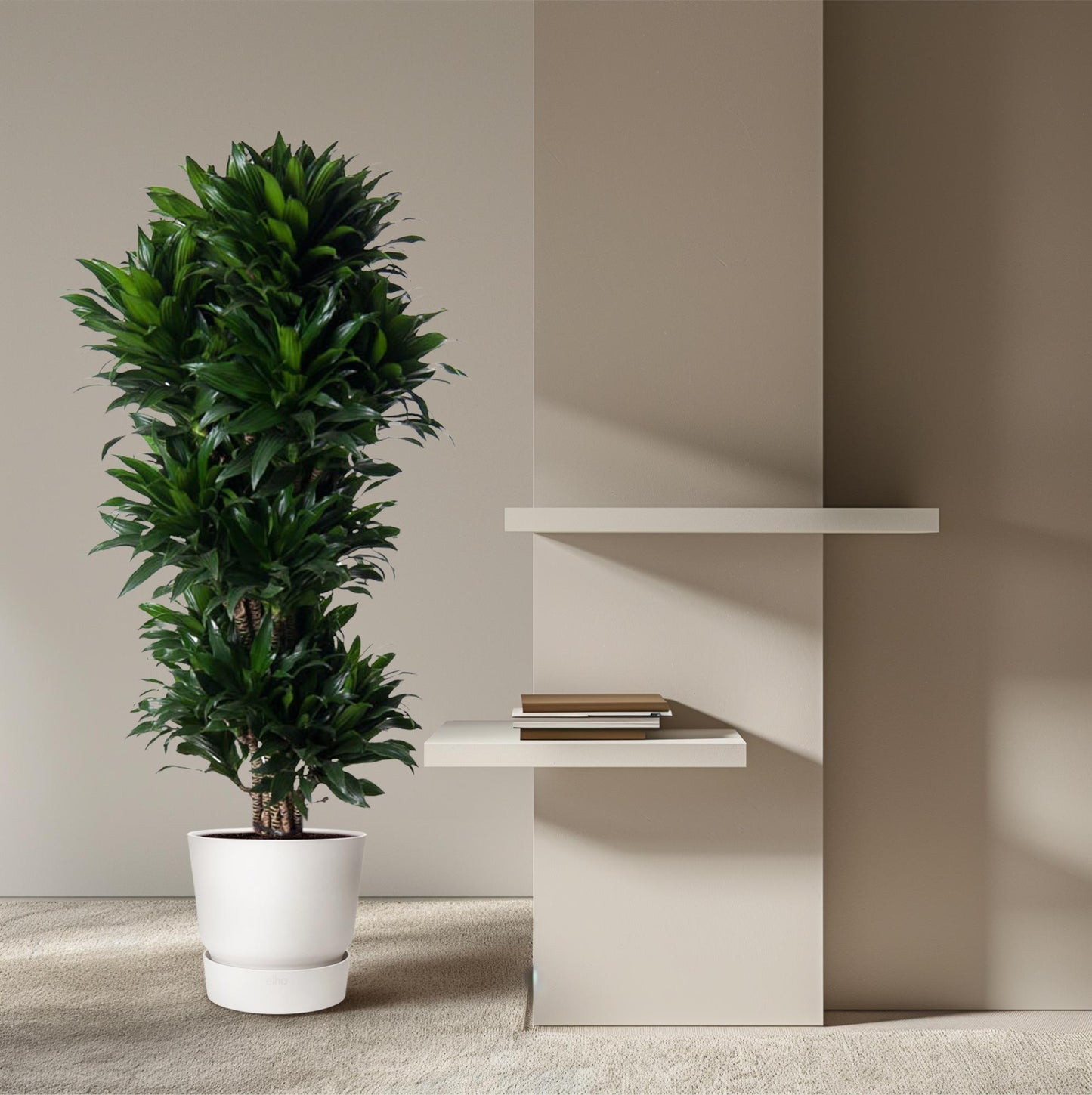 Dracaena Compacta 140 cm | Premium directiekamer plant