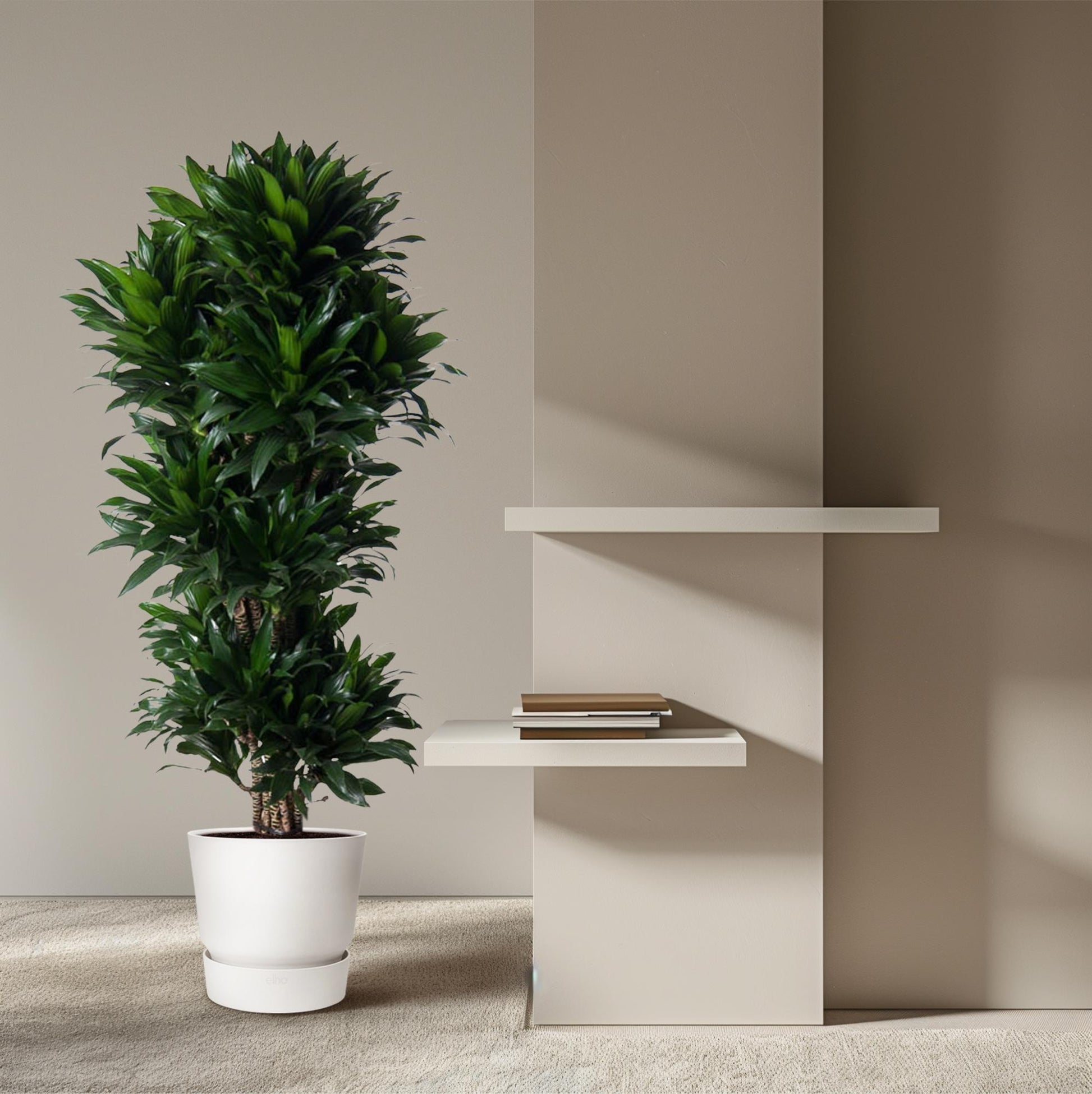 Dracaena Compacta 140 cm | Premium directiekamer plant