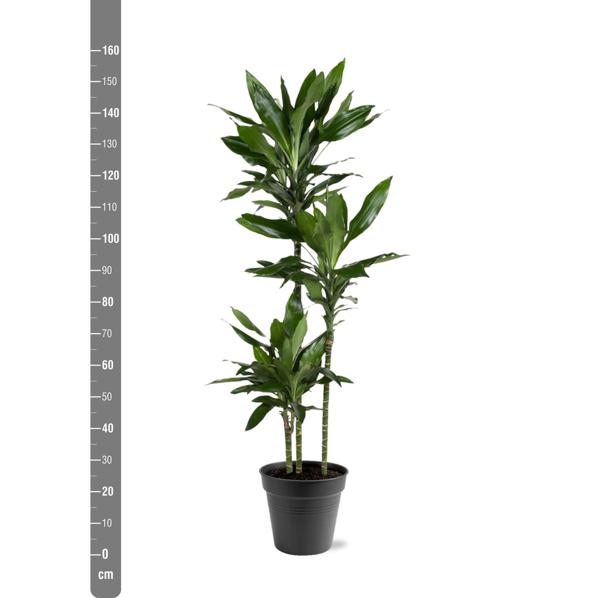 Dracaena Janet Lind 150-160 cm in kweekpot