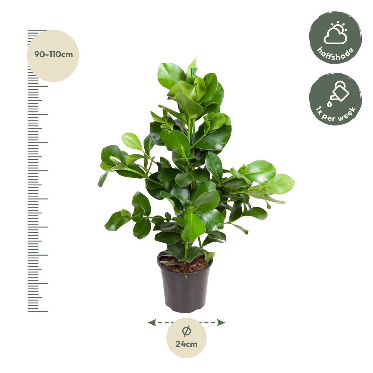 Clusia Rosea 100 cm | Robuuste kantoorplant weinig licht