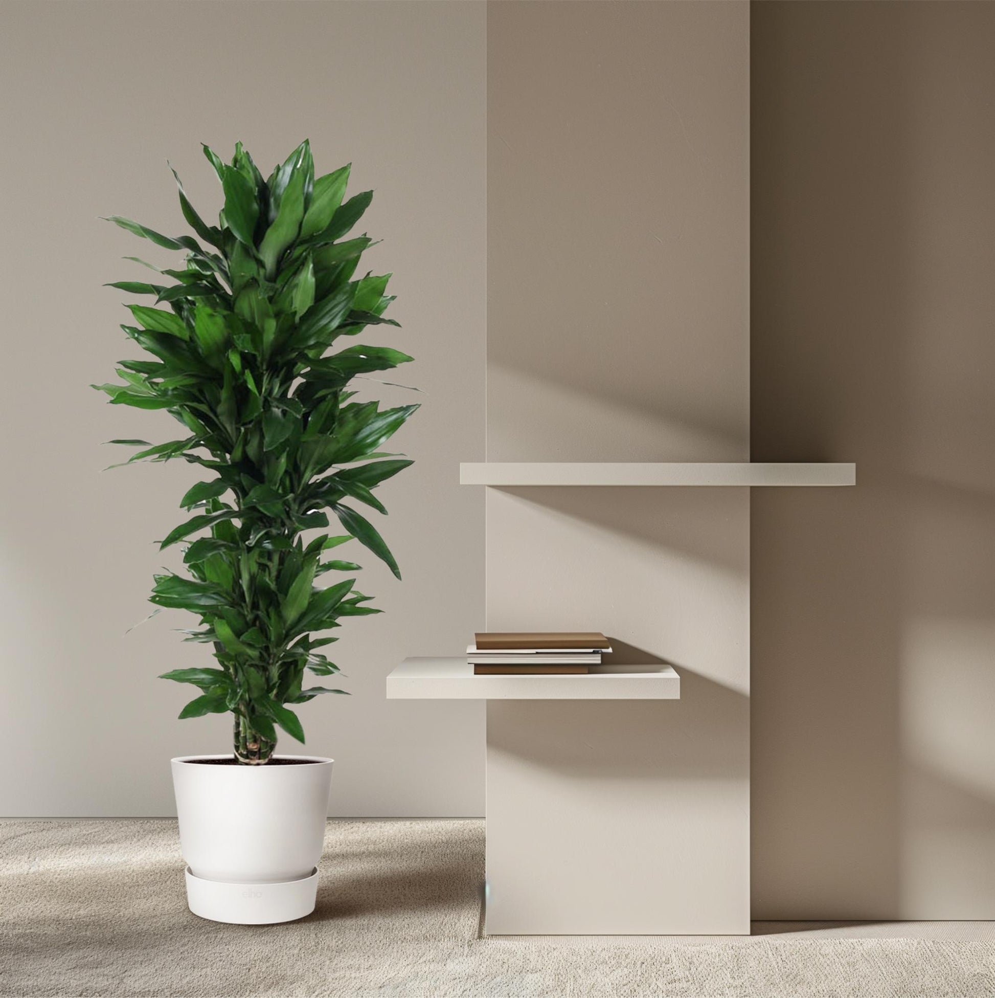 Dracaena Janet Lind 120 cm | Representatieve kantoorplant