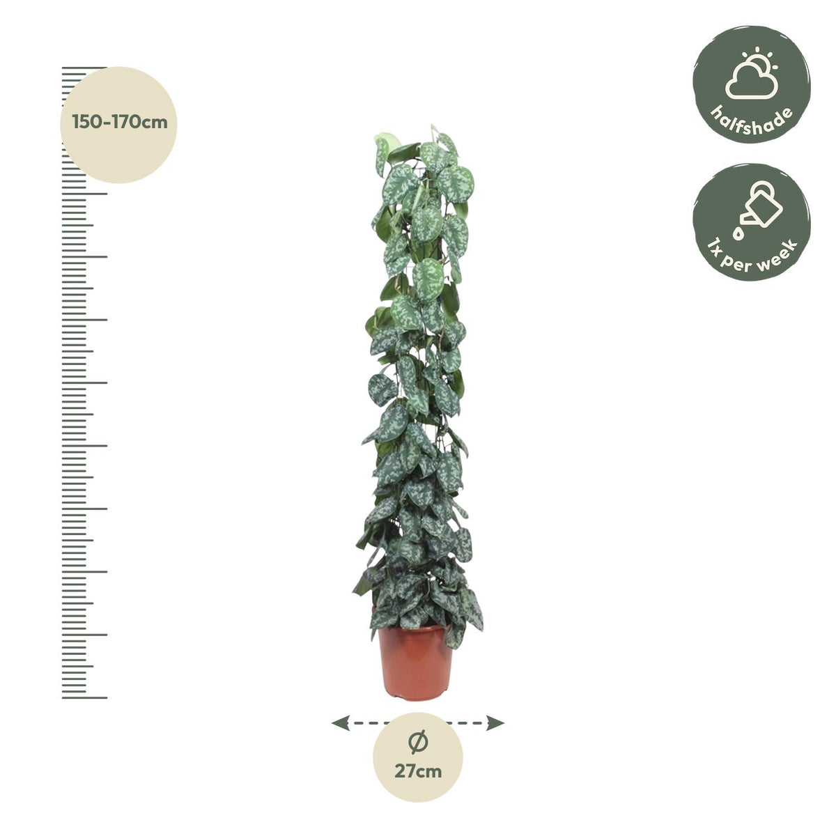 Scindapsus Pictus Trebie op gaasrek, 150-170 cm, in kweekpot