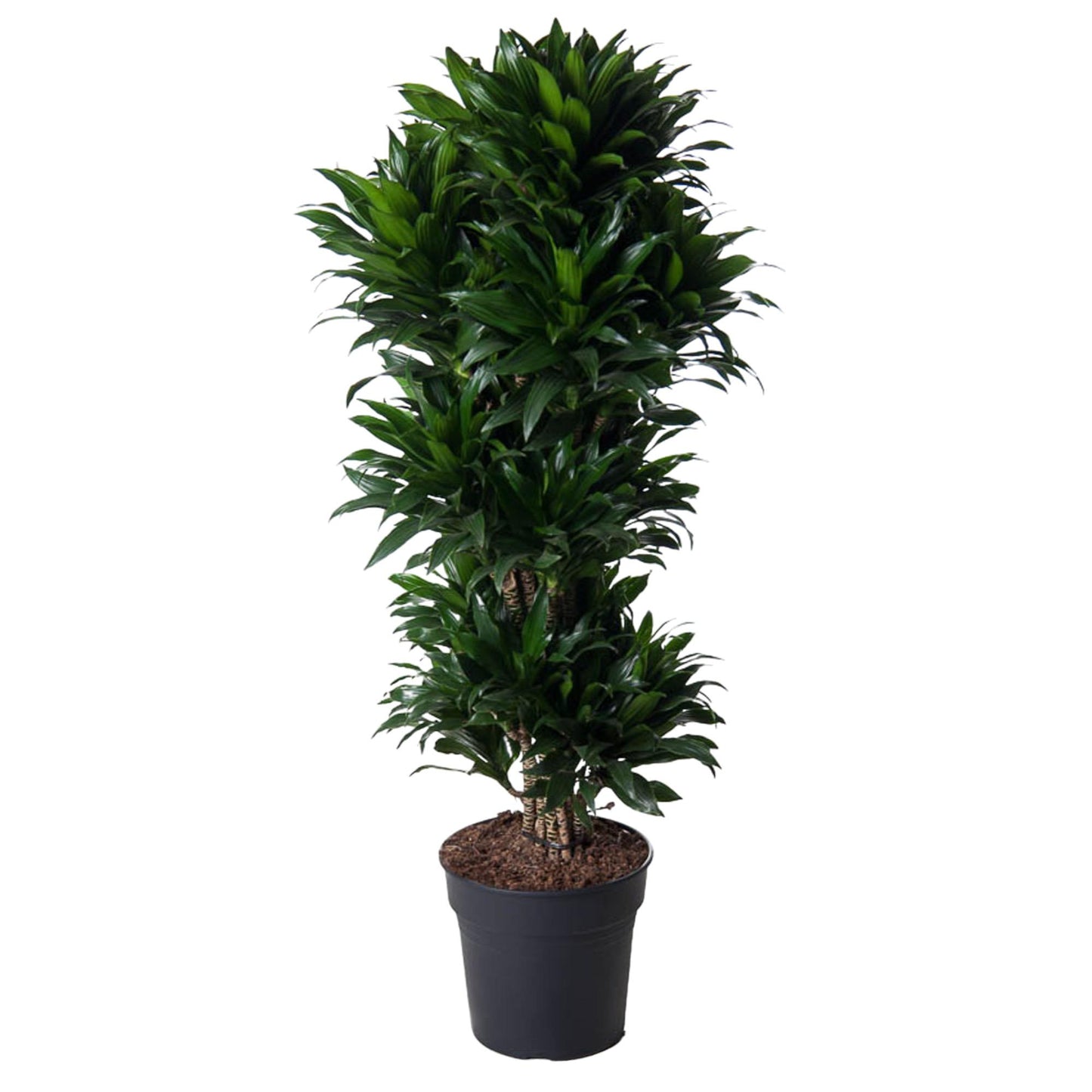 Dracaena Compacta 140 cm | Premium directiekamer plant