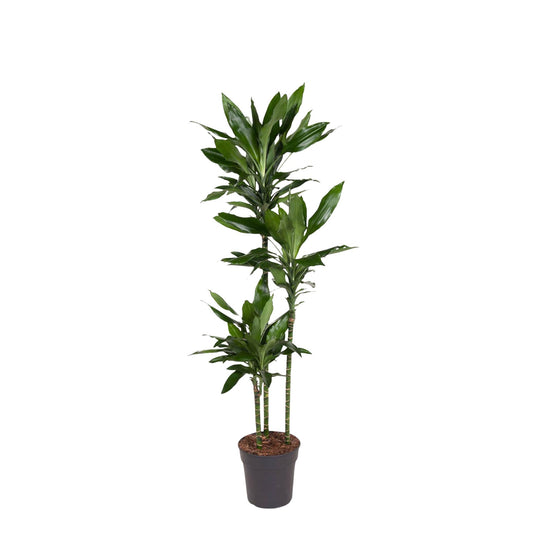 Dracaena Janet Lind 150-160 cm