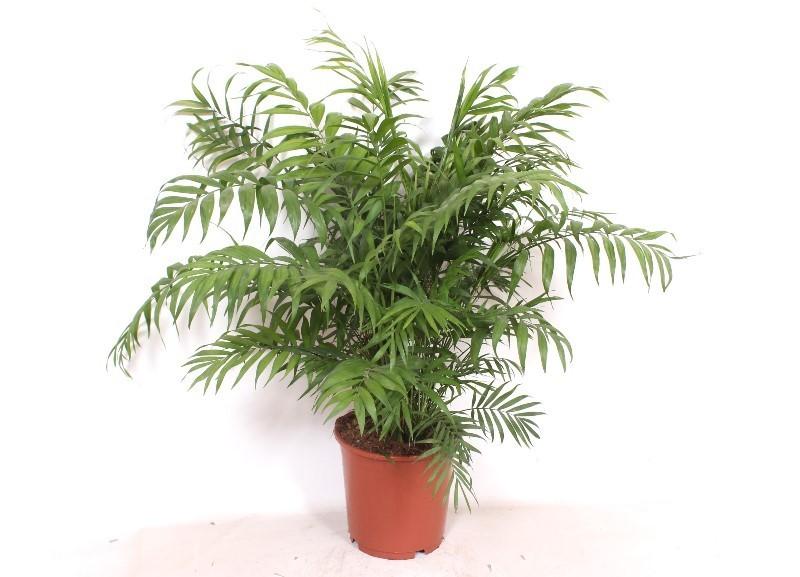 Chamaedorea Elegans 100 cm | Palmpje kantoor