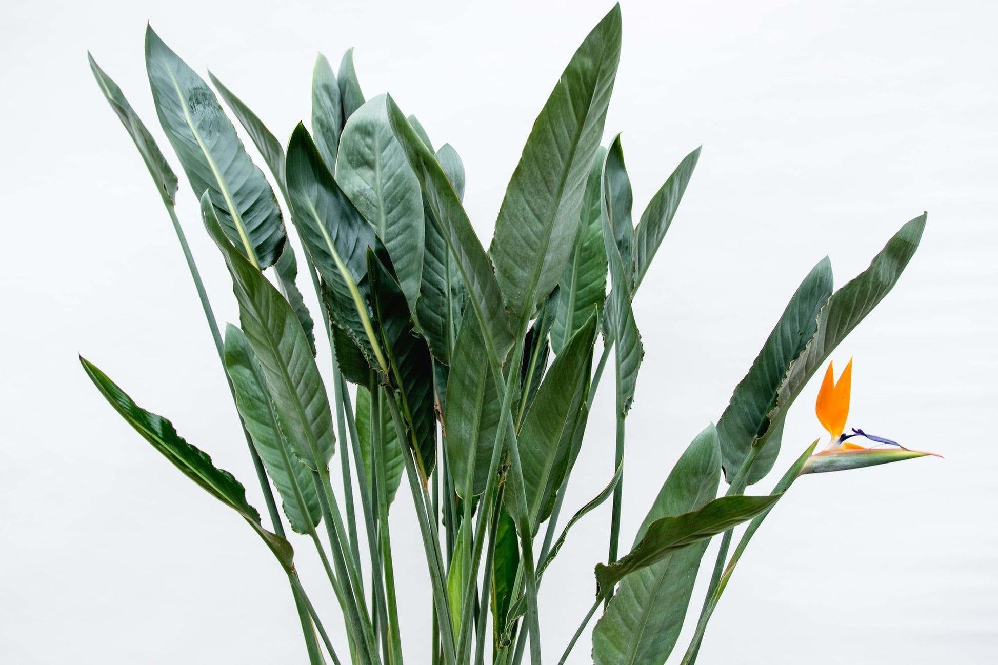 Strelitzia Reginae 150 cm | Tropische statement plant horeca