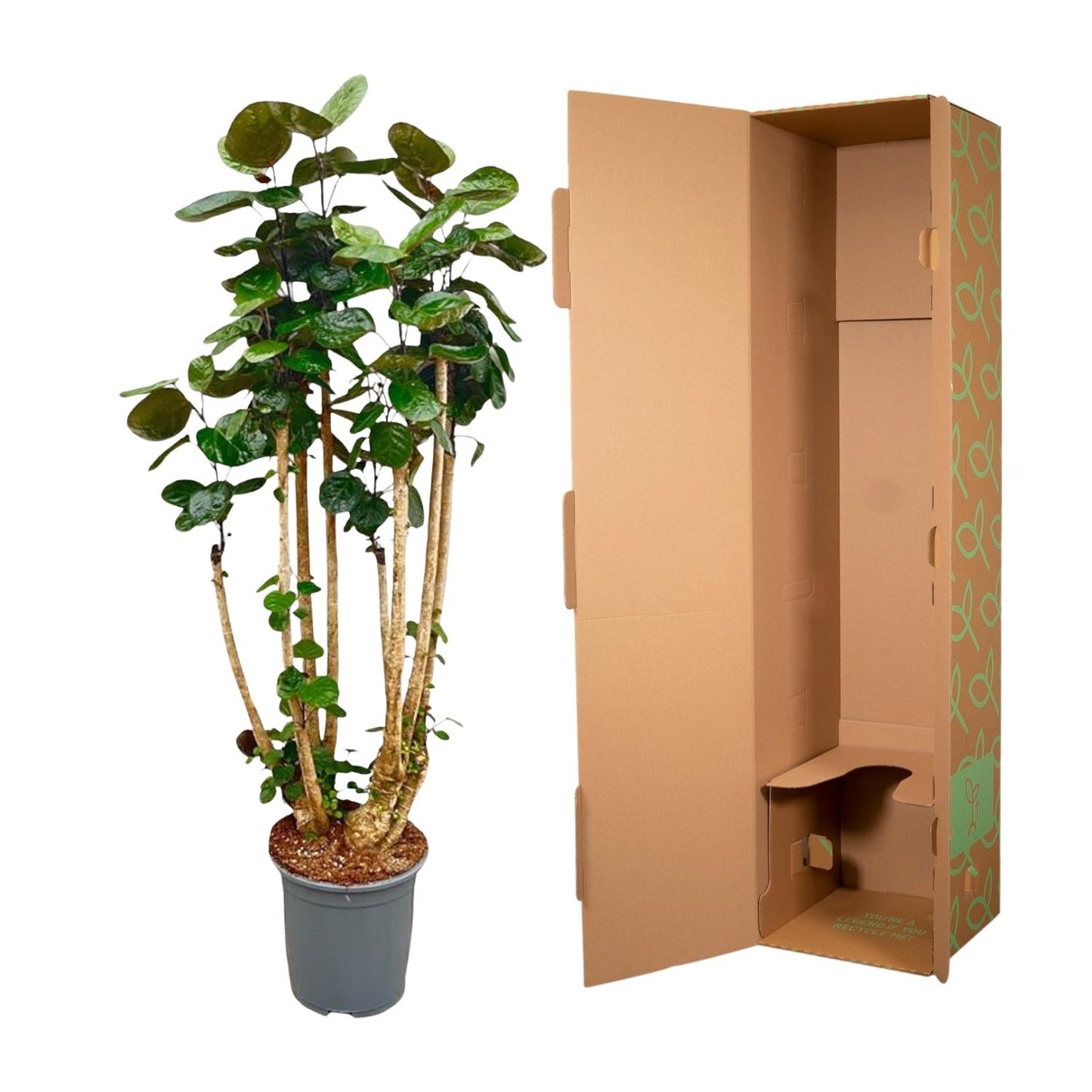 Polyscias Fabian 140 cm | Statement kantoorplant receptie