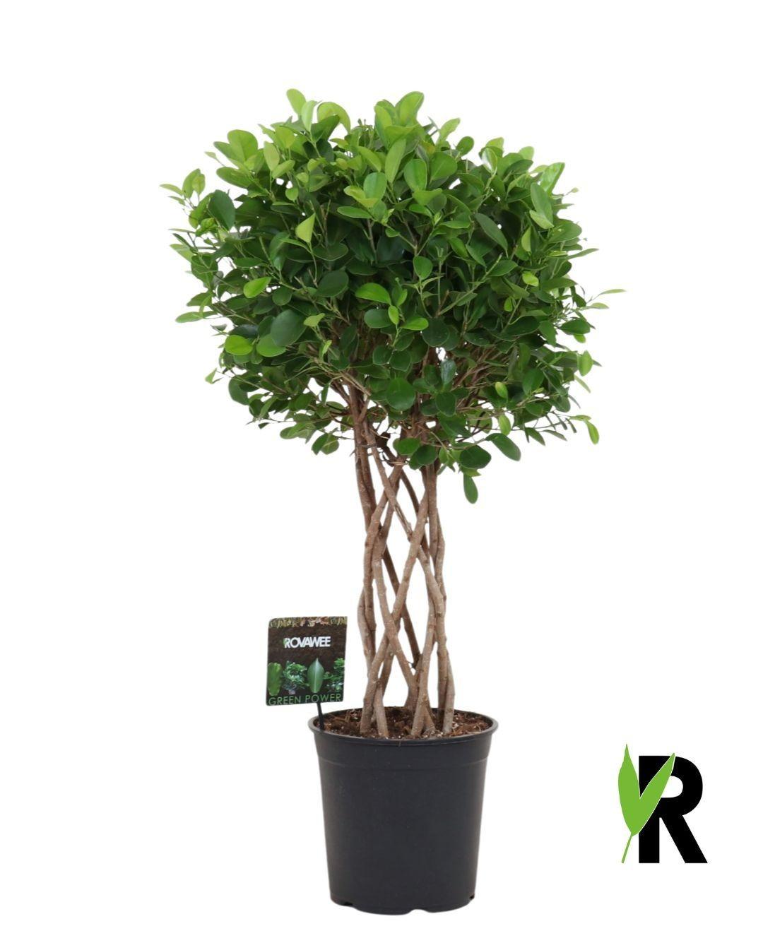 Ficus Moclame gevlochten 120 cm | Architecturale entreeplant
