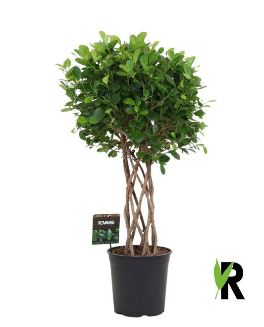 Ficus Moclame gevlochten 120 cm | Architecturale entreeplant
