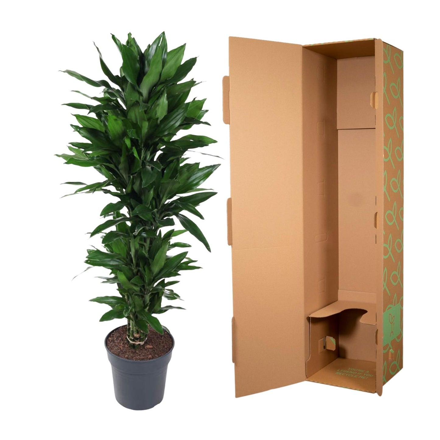 Dracaena Janet Lind 120 cm | Representatieve kantoorplant