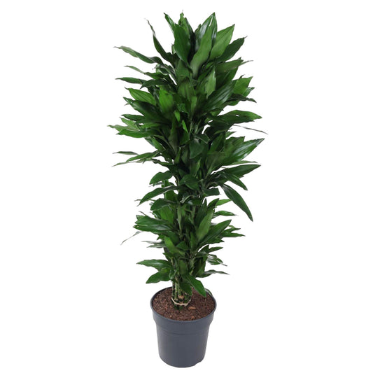 Dracaena Janet Lind 120 cm | Representatieve kantoorplant