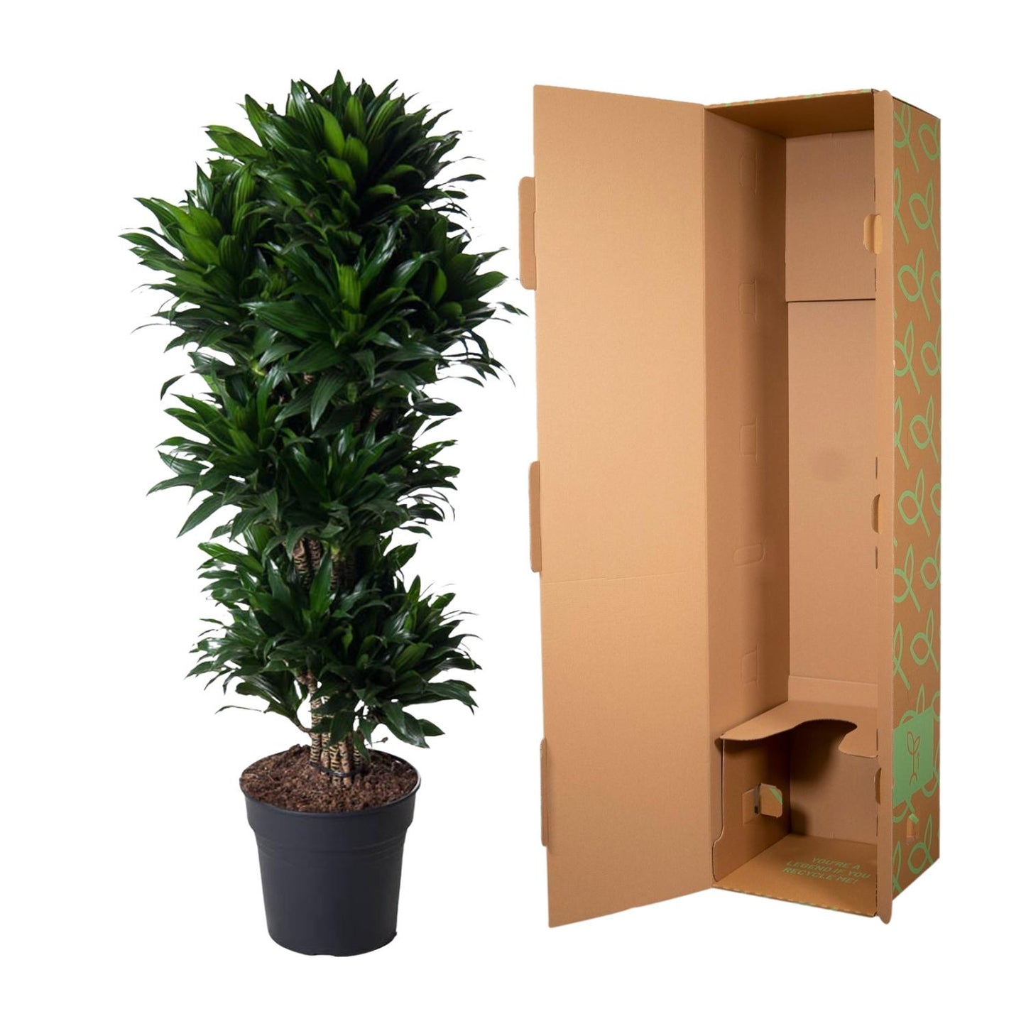 Dracaena Compacta 140 cm | Premium directiekamer plant