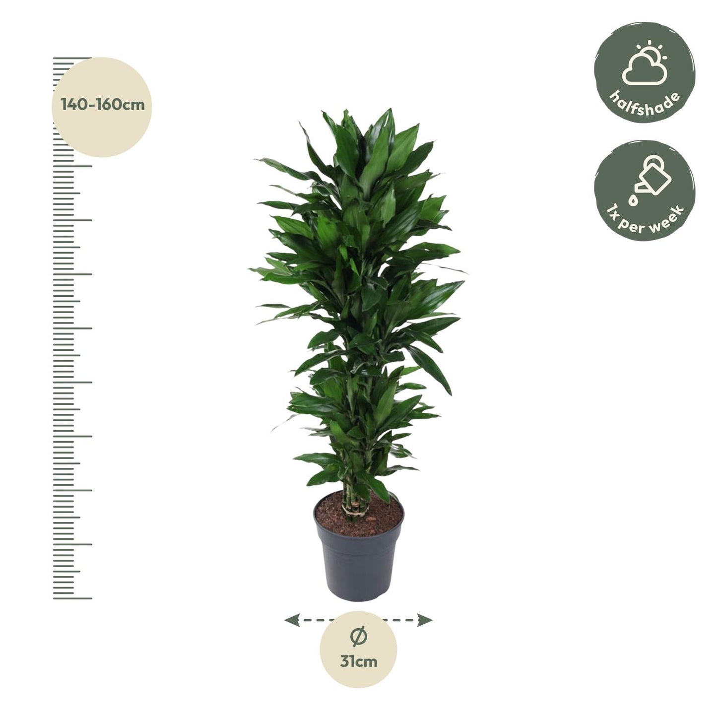 Dracaena Janet Lind 120 cm | Representatieve kantoorplant