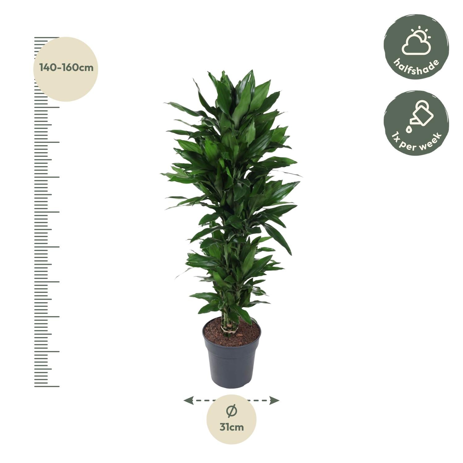 Dracaena Janet Lind 120 cm | Representatieve kantoorplant