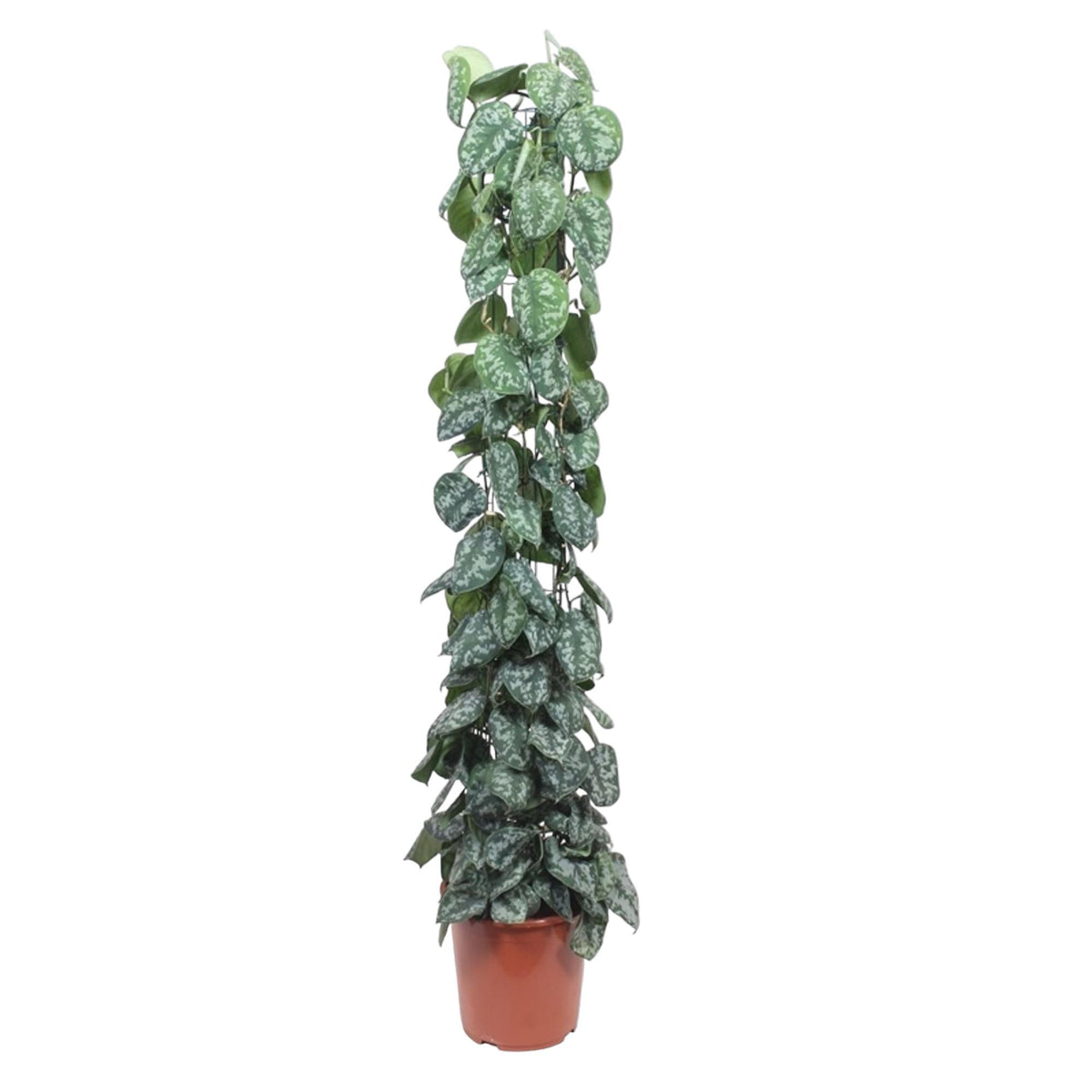 Scindapsus Pictus Trebie gaasrek 160 cm