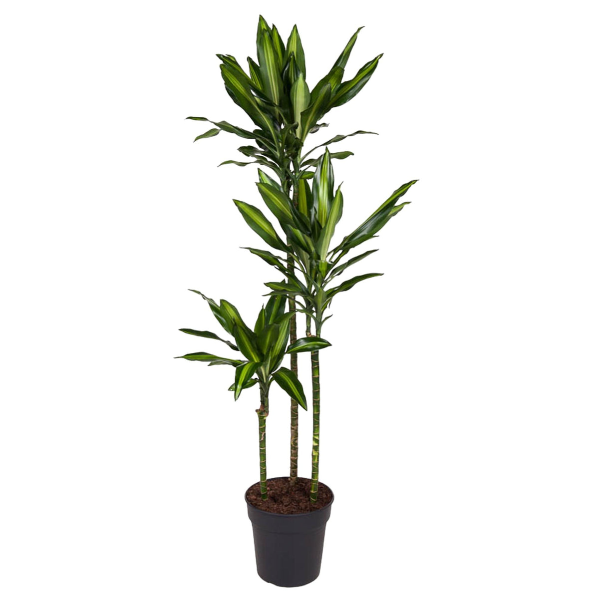 Dracaena Cintho 160 cm in kweekpot, zonder sierpot