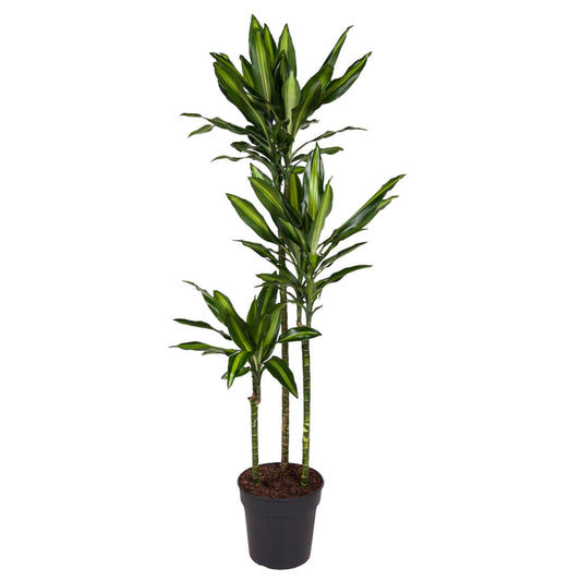 Dracaena Cintho 160 cm in kweekpot, zonder sierpot