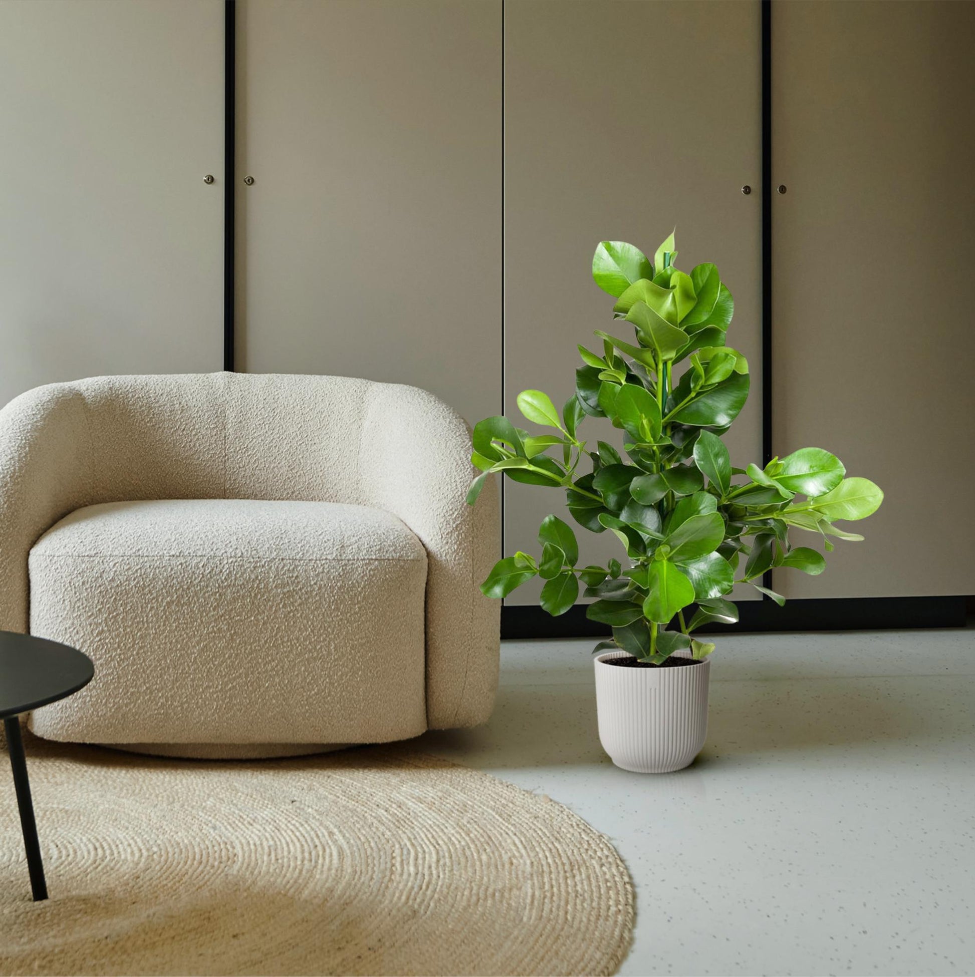 Clusia Rosea 100 cm | Robuuste kantoorplant weinig licht