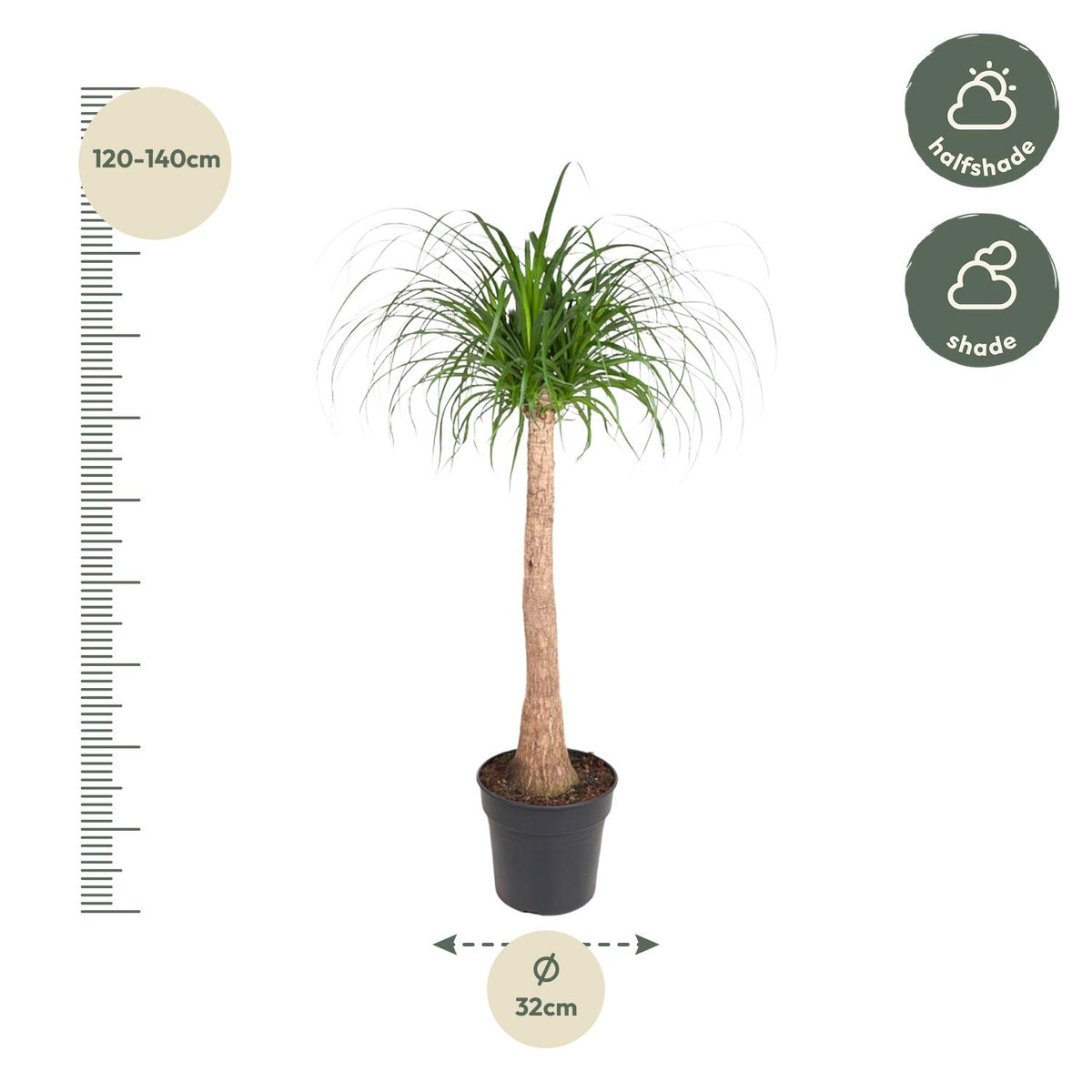 Beaucarnea stam 120 cm in kweekpot