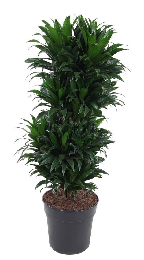 Dracaena Compacta vertakt 100 cm | Kantoorplant schaduw