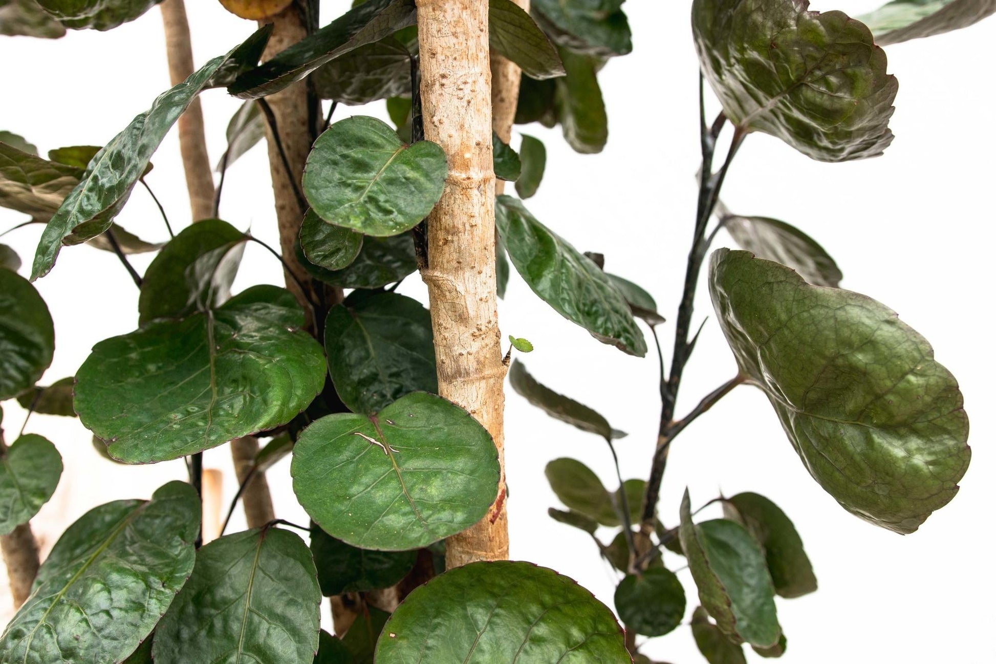 Polyscias Fabian 140 cm | Statement kantoorplant receptie