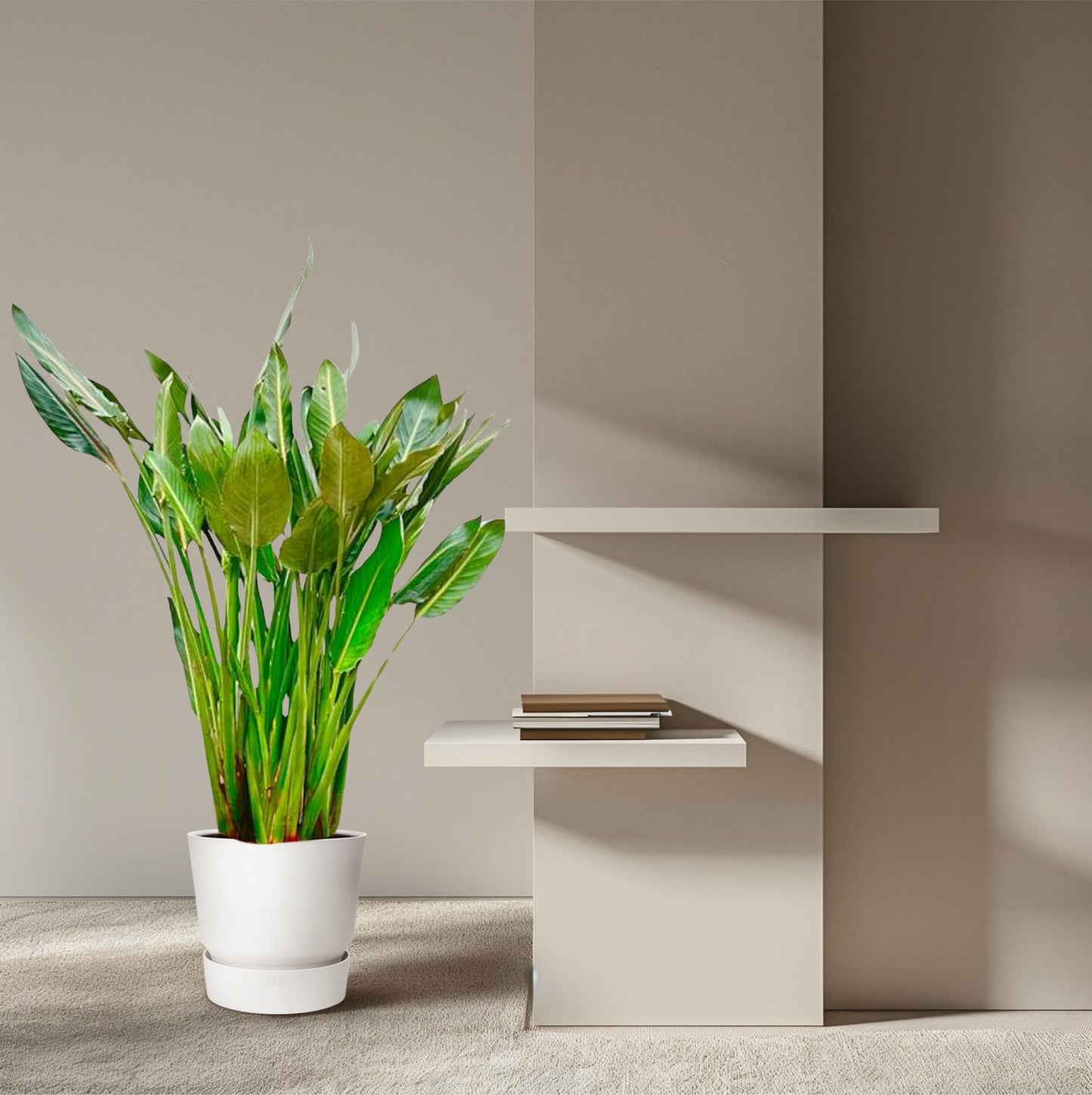 Strelitzia Reginae 150 cm | Tropische statement plant horeca