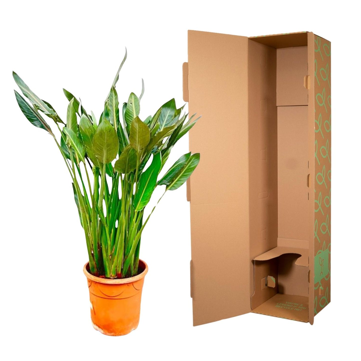 Strelitzia Reginae 150 cm | Tropische statement plant horeca