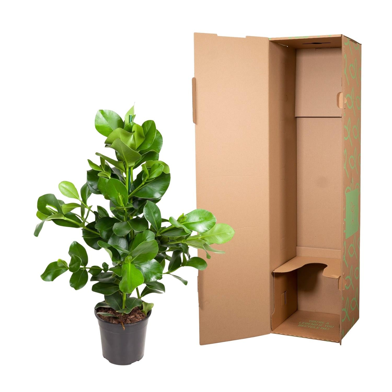 Clusia Rosea 100 cm | Robuuste kantoorplant weinig licht
