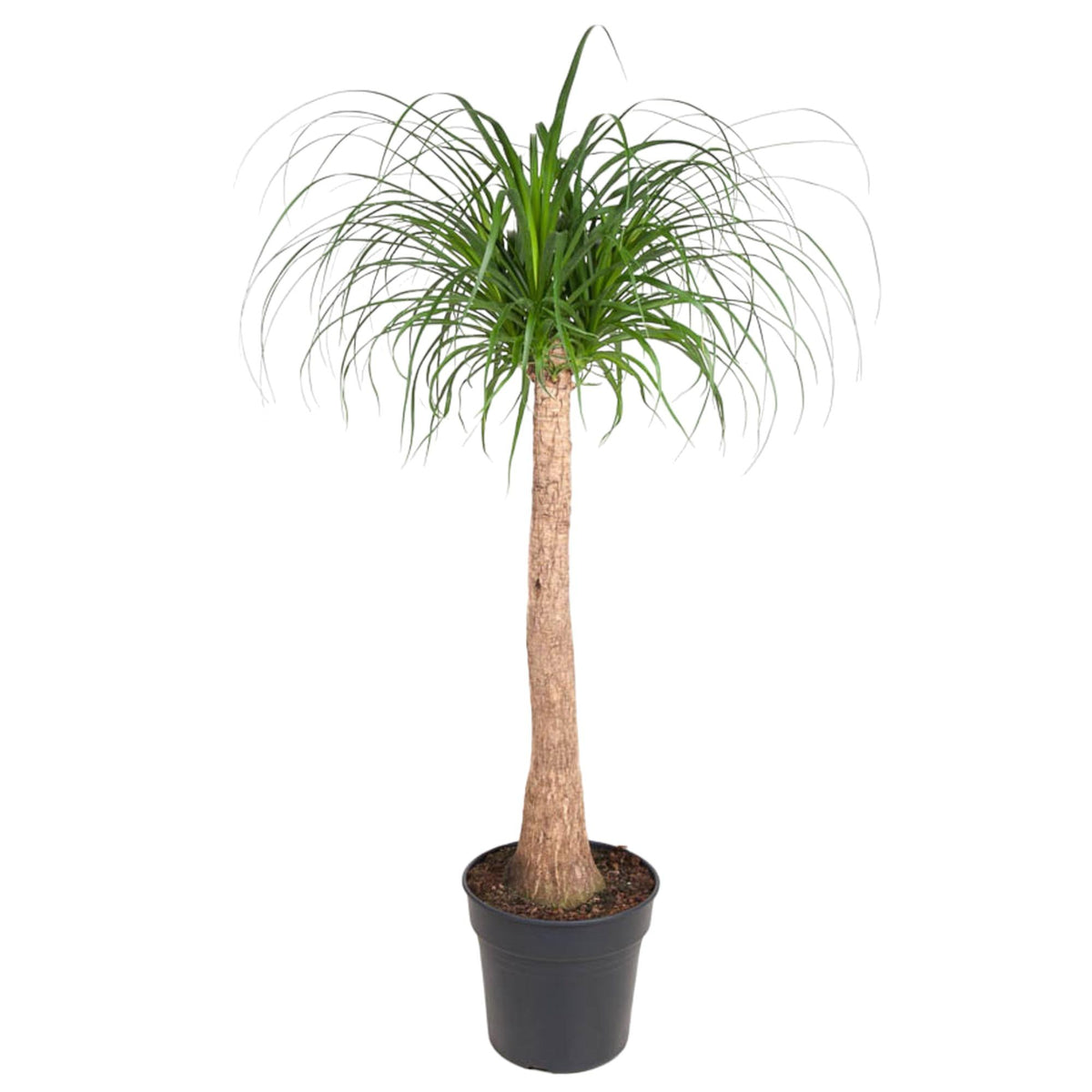 Beaucarnea stam 120 cm