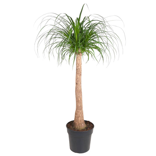 Beaucarnea stam 120 cm