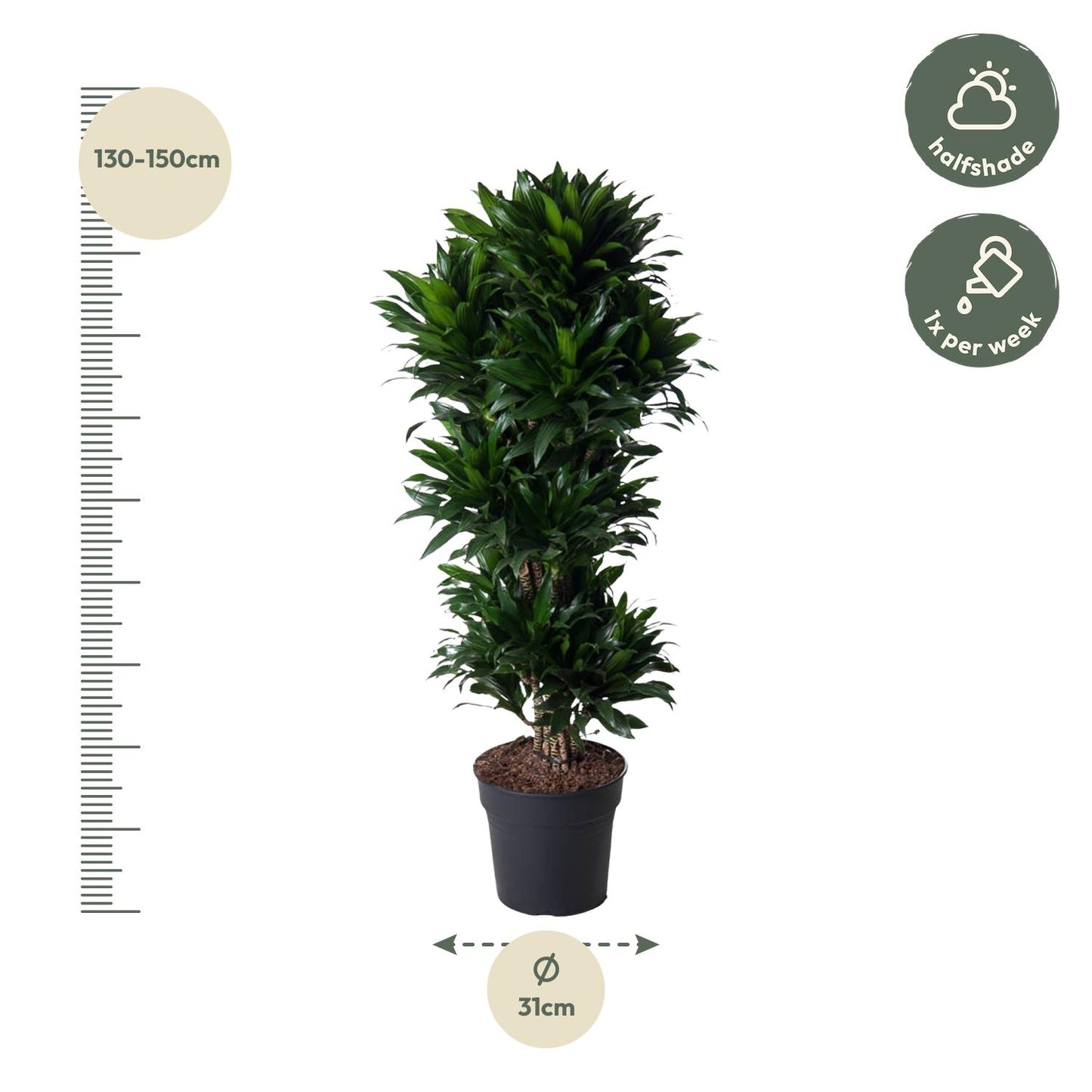 Dracaena Compacta 140 cm | Premium directiekamer plant