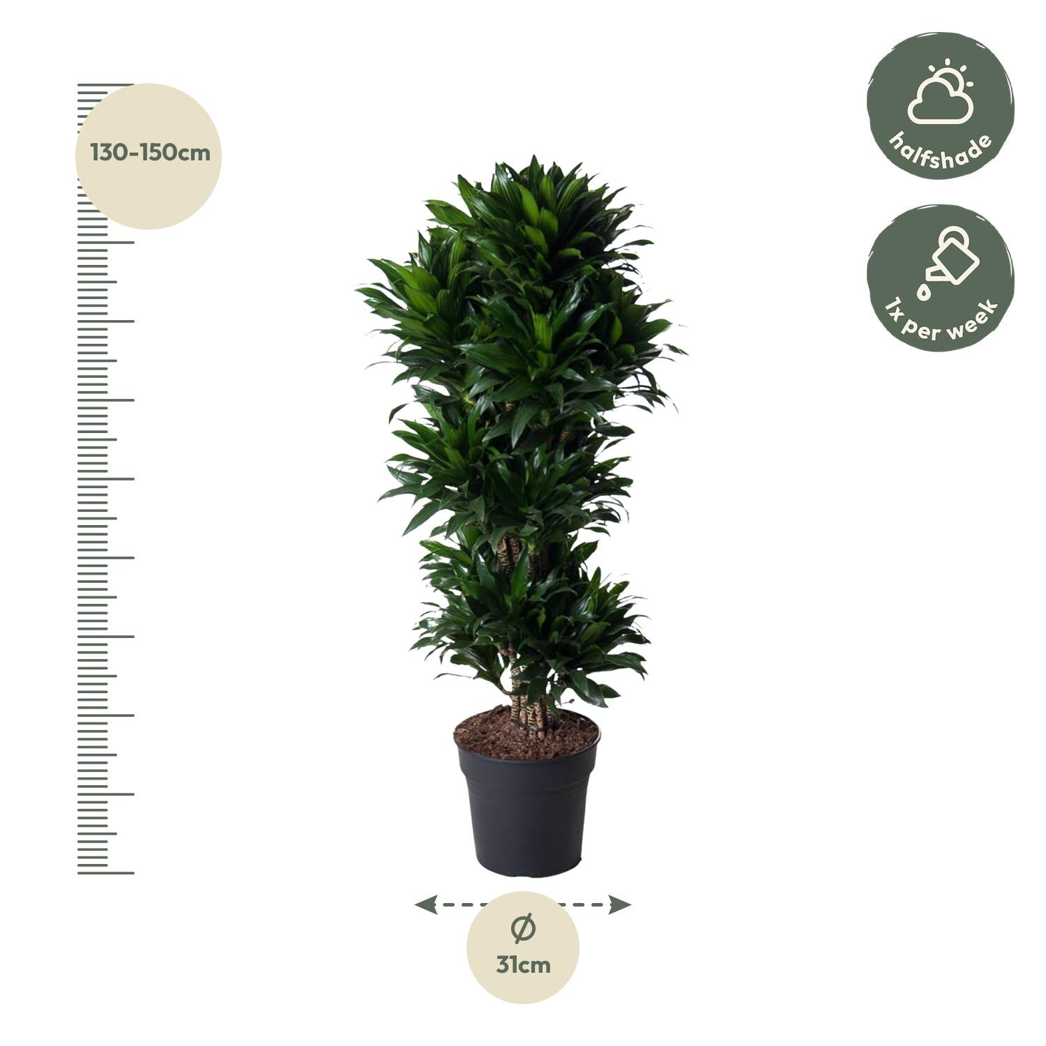 Dracaena Compacta 140 cm | Premium directiekamer plant