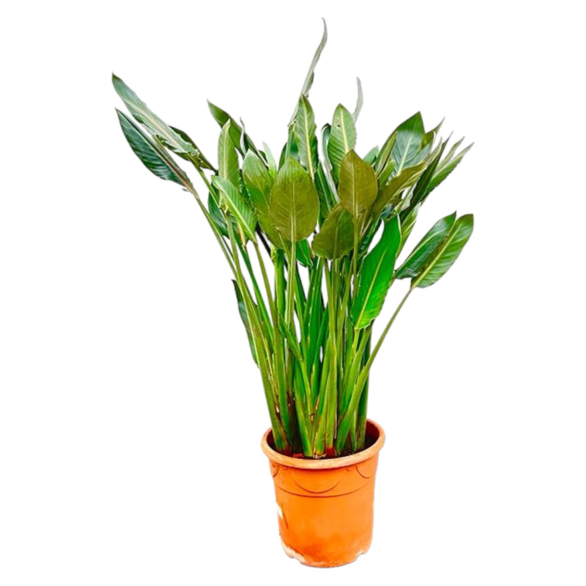 Strelitzia Reginae 150 cm | Tropische statement plant horeca