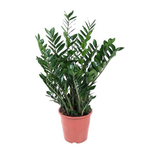 Zamioculcas 90 cm | Onverwoestbare kantoorplant