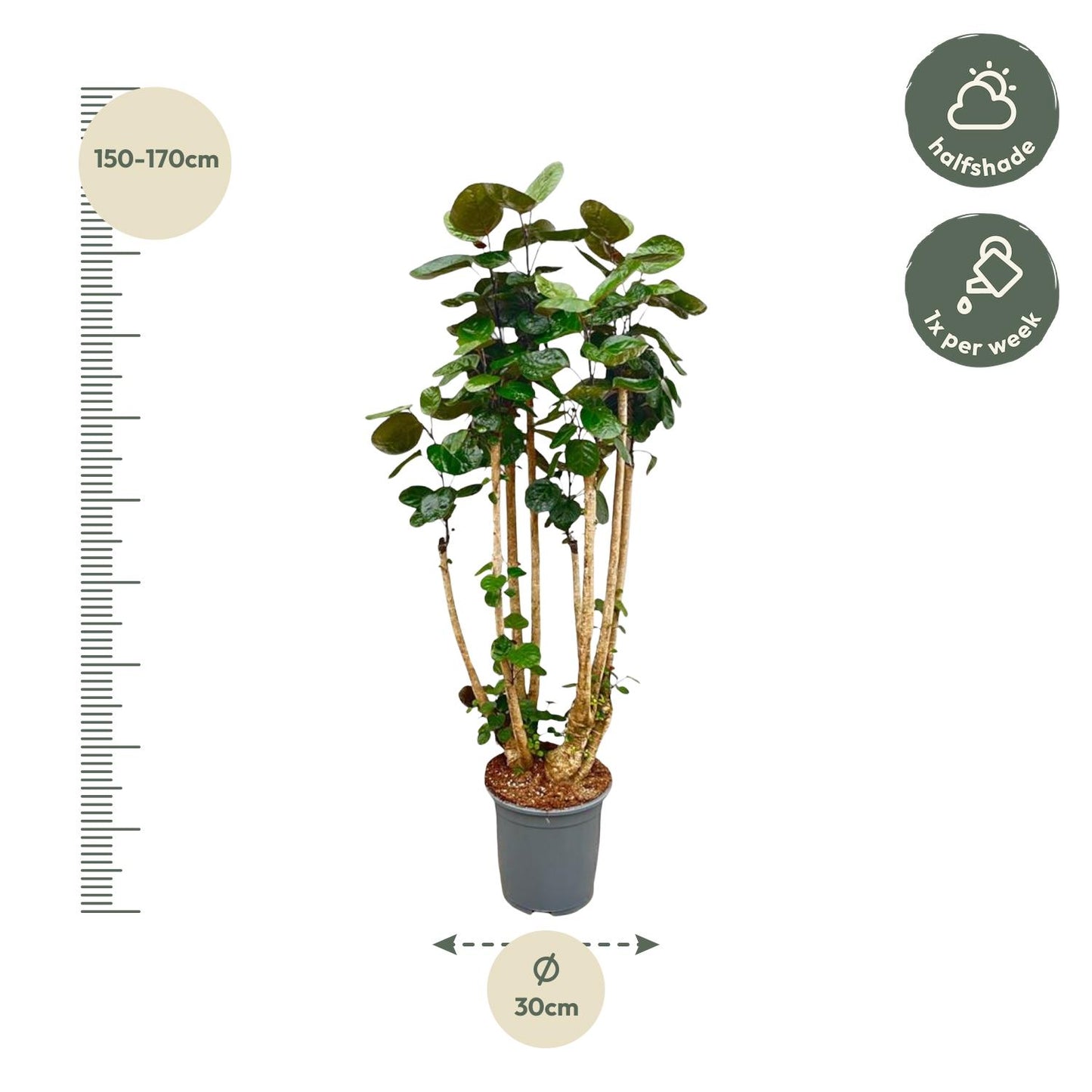 Polyscias Fabian 140 cm | Statement kantoorplant receptie