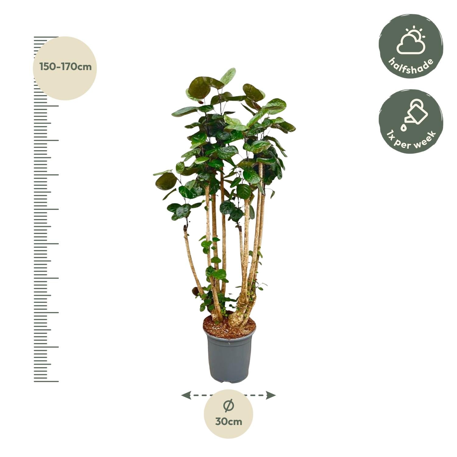 Polyscias Fabian 140 cm | Statement kantoorplant receptie