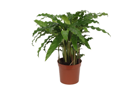 Calathea Bluegrass (35 cm  -  Ø12cm)