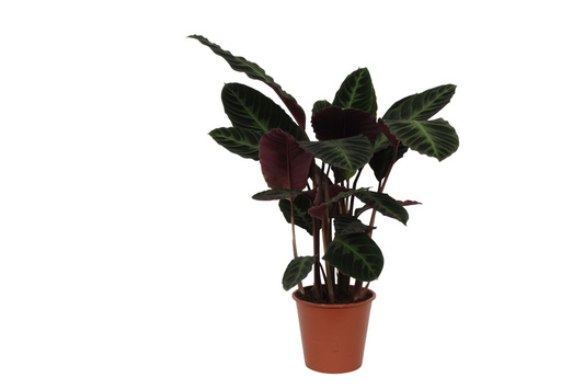 Calathea Warscewiczii (100 cm  -  Ø21cm)