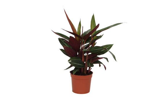 Calathea Stripestar (40 cm  -  Ø12cm)